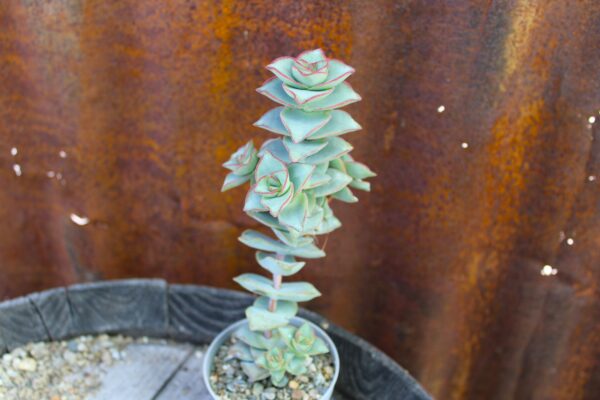 Crassula perfossa - immagine 2