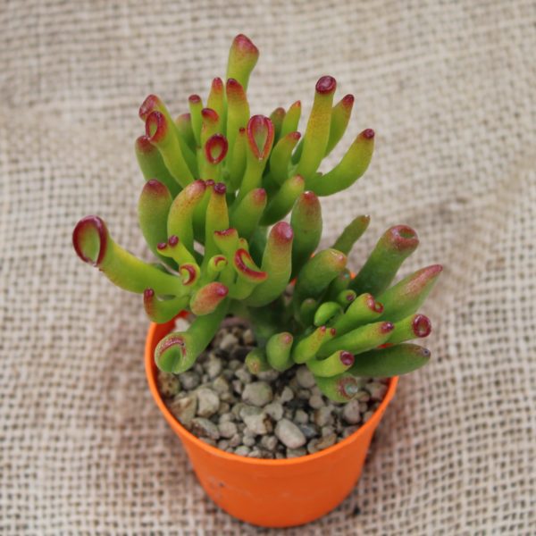 Crassula portulacea 'Gollum' - immagine 2