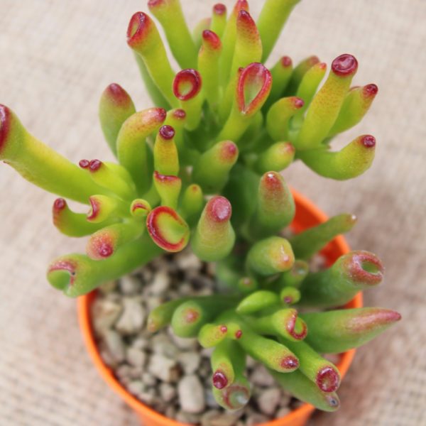 Crassula portulacea 'Gollum'