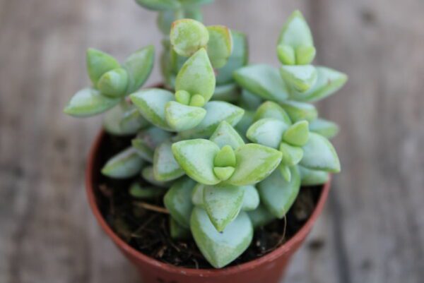 Crassula rupestris