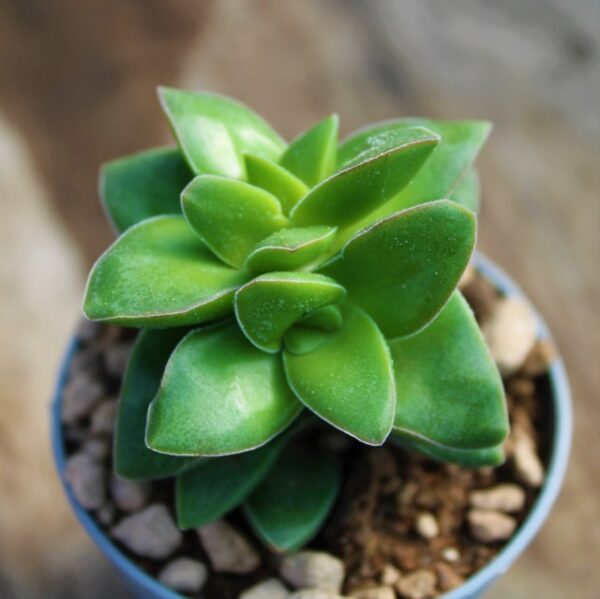 Crassula 'Springtime'