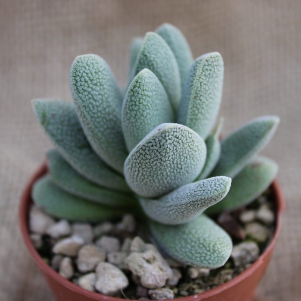 Crassula tecta