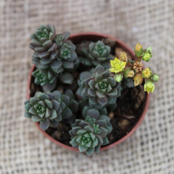 Cremnosedum 'Little Gem'