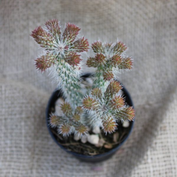 Cylindropuntia spinosior