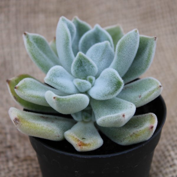 Echeveria pulvinata 'Frosty White'