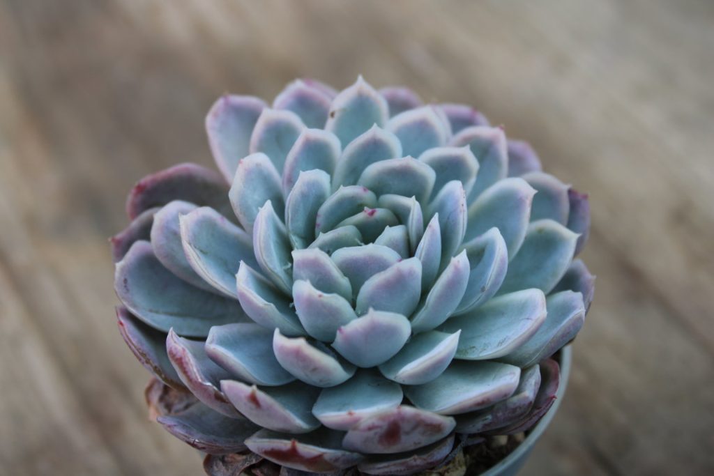 Echeveria