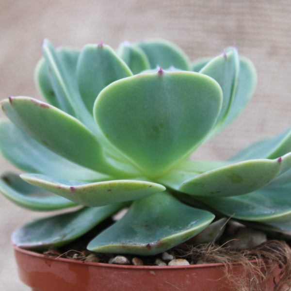 Echeveria imbricata - immagine 2