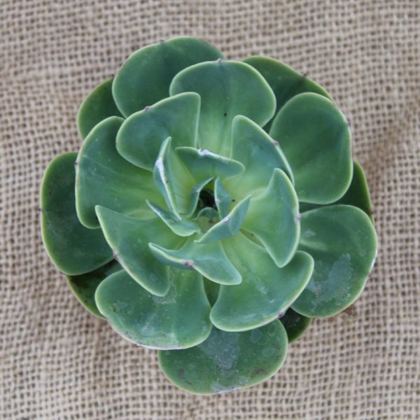 Echeveria imbricata