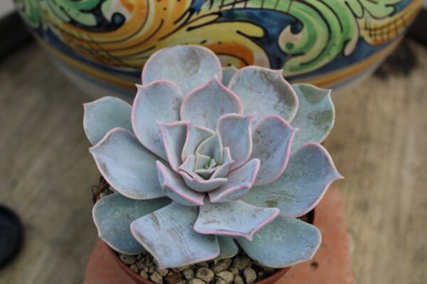 Echeveria lilacina