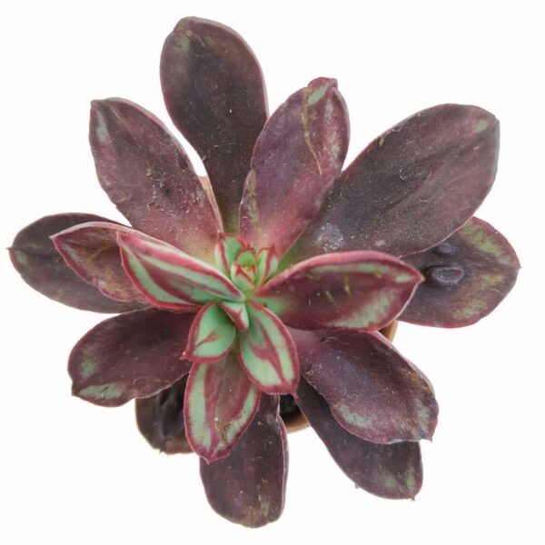 Echeveria nodulosa
