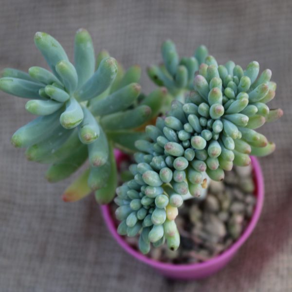 Sedum pachyphyllum crestato