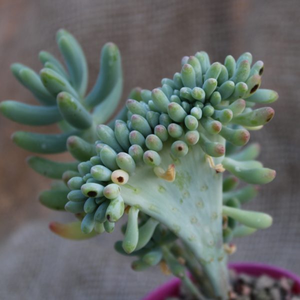 Sedum pachyphyllum crestato - immagine 2