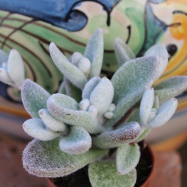 Kalanchoe eriophylla