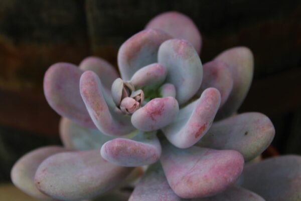 Pachyphytum oviferum - immagine 2