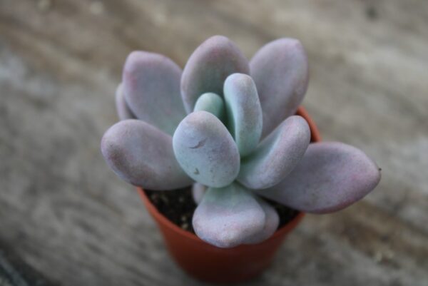 Pachyphytum bracteosum