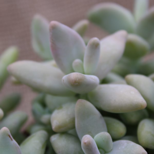 Pachyveria werdermannii