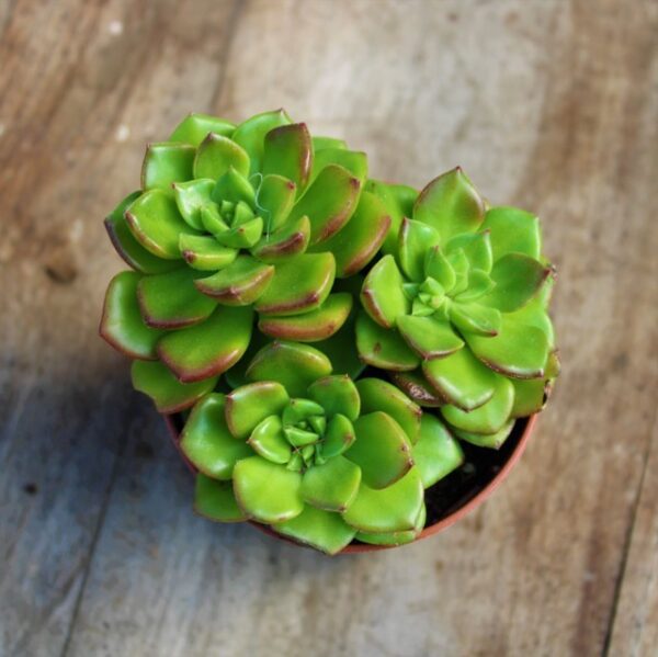 Sedeveria letizia
