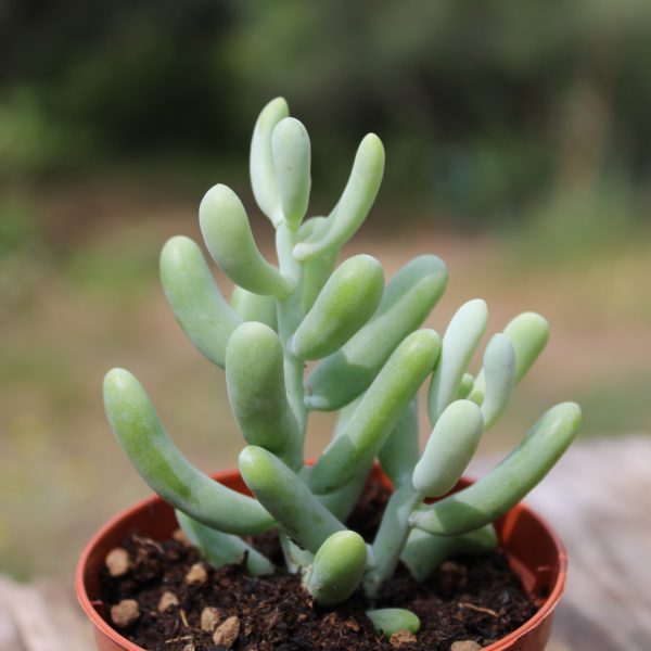 Sedum allantoides - immagine 2