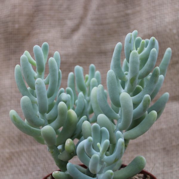Sedum allantoides
