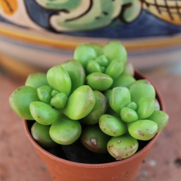 Sedum lucidum