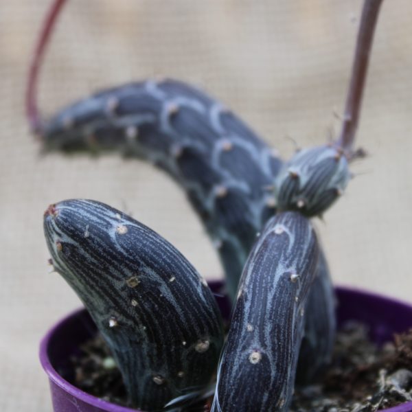 Senecio pendulus