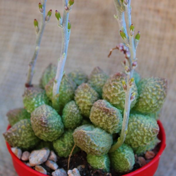 Adromischus marianiae
