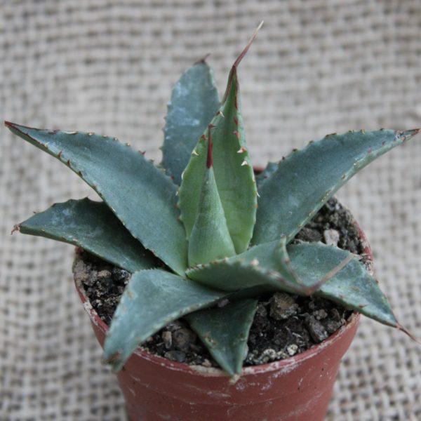 Agave purpusorum