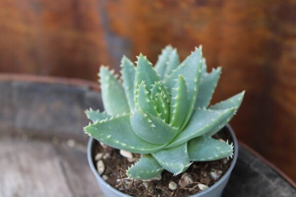 Aloe brevifolia