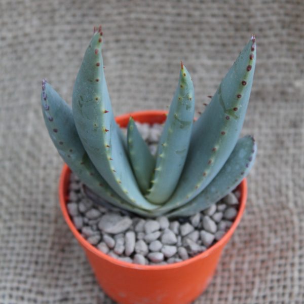Aloe peglerae