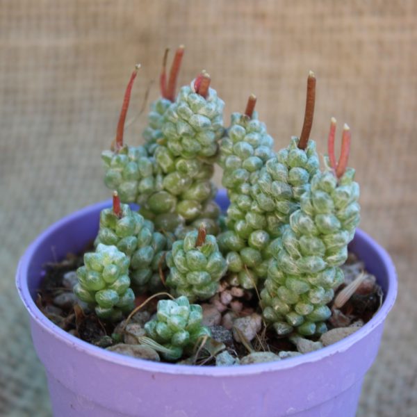 Anacampseros baeseckei