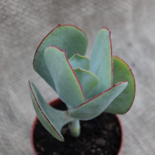 Cotyledon orbiculata