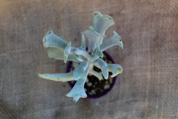 Cotyledon orbiculata 'Elk Horns' - immagine 2