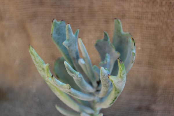 Cotyledon orbiculata 'Elk Horns' - immagine 3