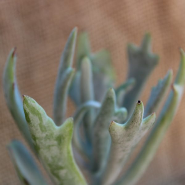 Cotyledon orbiculata 'Elk Horns'