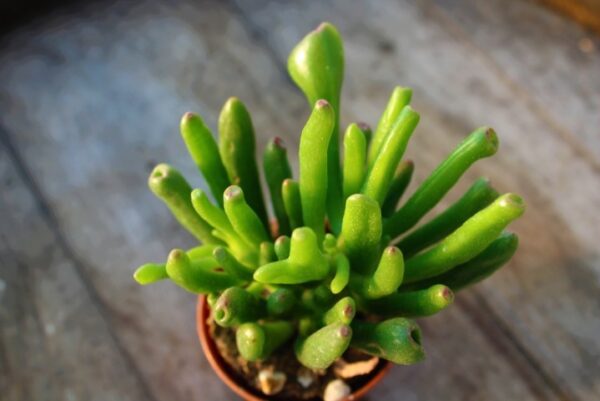 Crassula 'Hobbit'