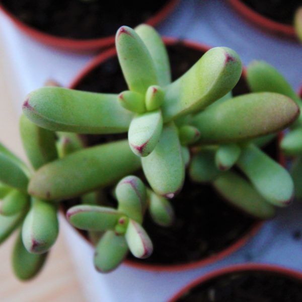 Crassula nudicaulis var. herrei