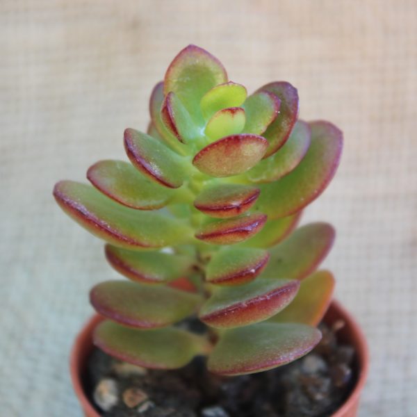Crassula portulacea minor