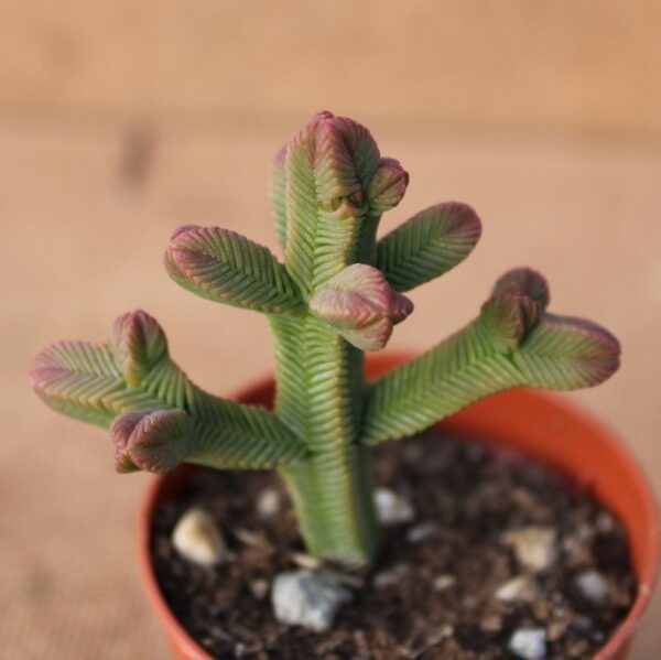 Crassula pyramidalis