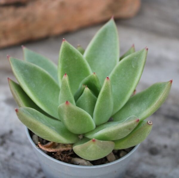 Echeveria agavoides