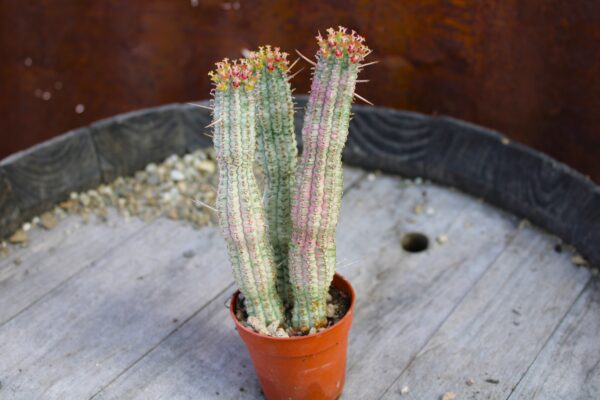 Euphorbia mammillaris 'Variegata' - immagine 2