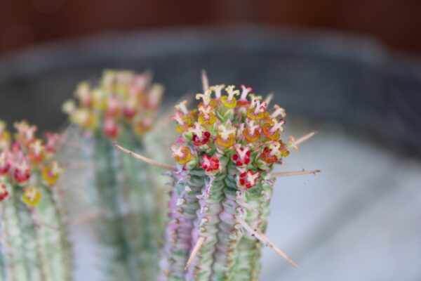Euphorbia mammillaris 'Variegata'