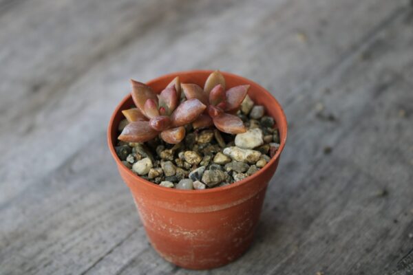 Graptosedum 'Bronze'