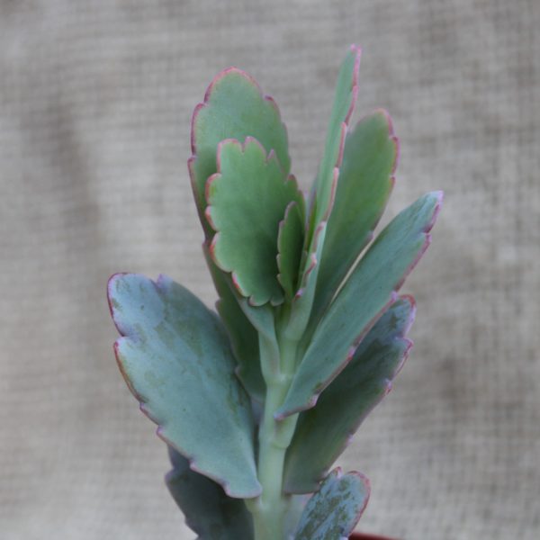 kalanchoe fedtschenkoi - immagine 2