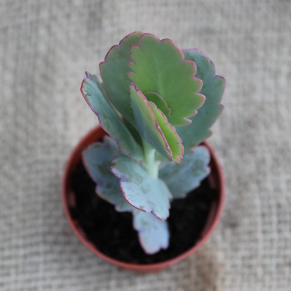 kalanchoe fedtschenkoi