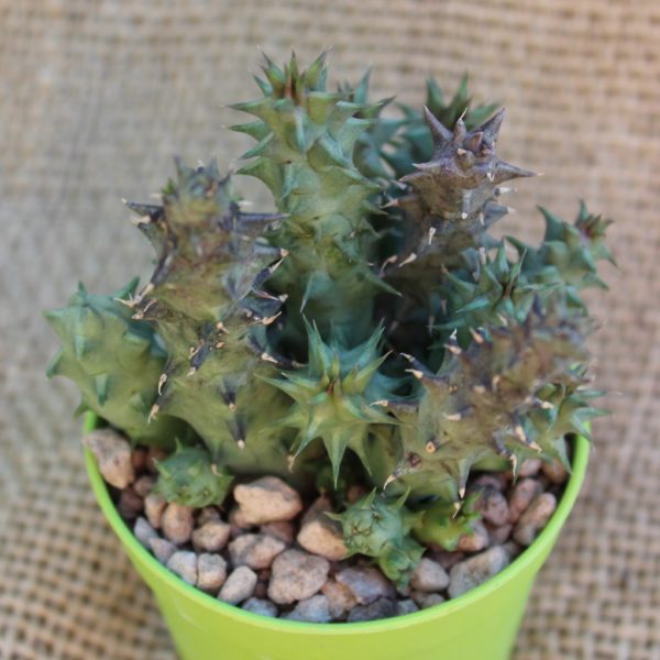 Orbea halipedicola