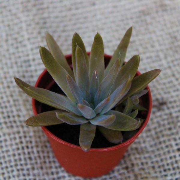 Orostachys erubescens