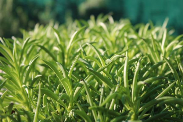 Peperomia ferreyrae - immagine 2