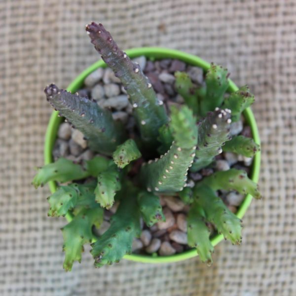 Stapelia divaricata - immagine 3