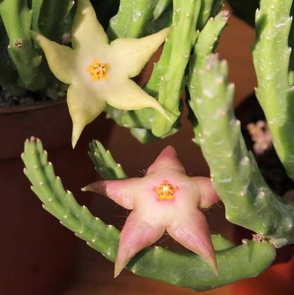 Stapelia divaricata