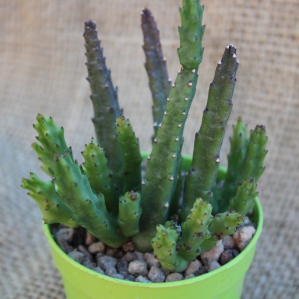 Stapelia divaricata - immagine 2